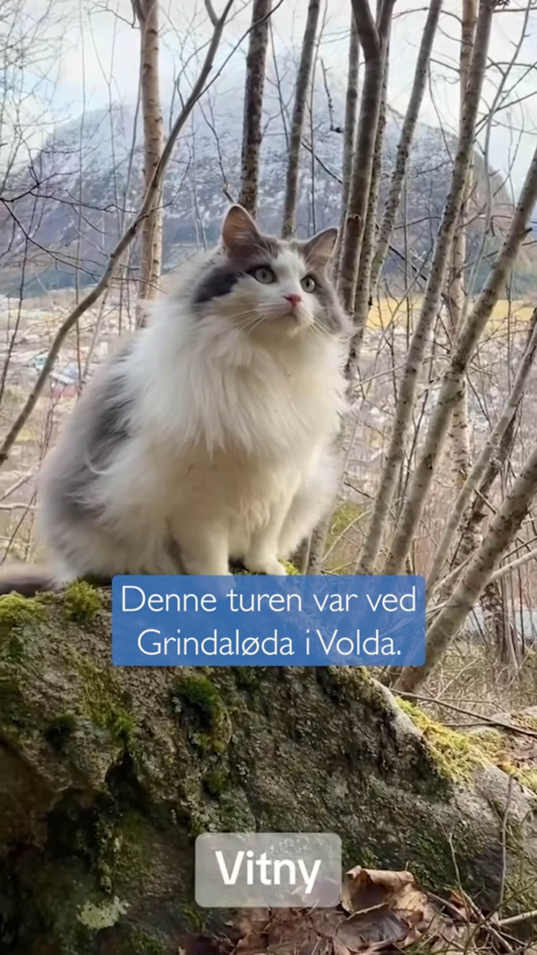 "Skogens dronning" på tur