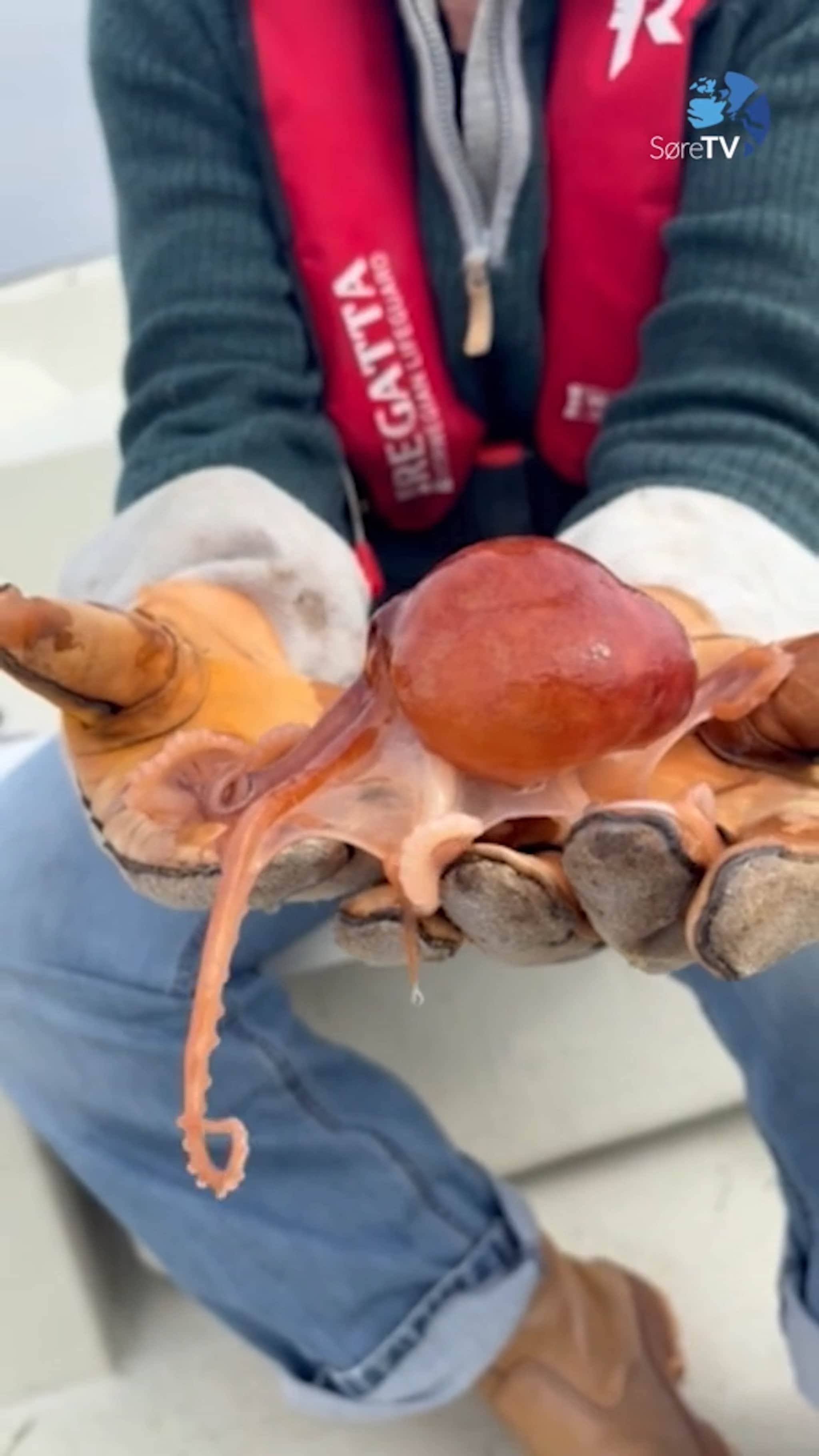 Fekk ein blekksprut på kroken