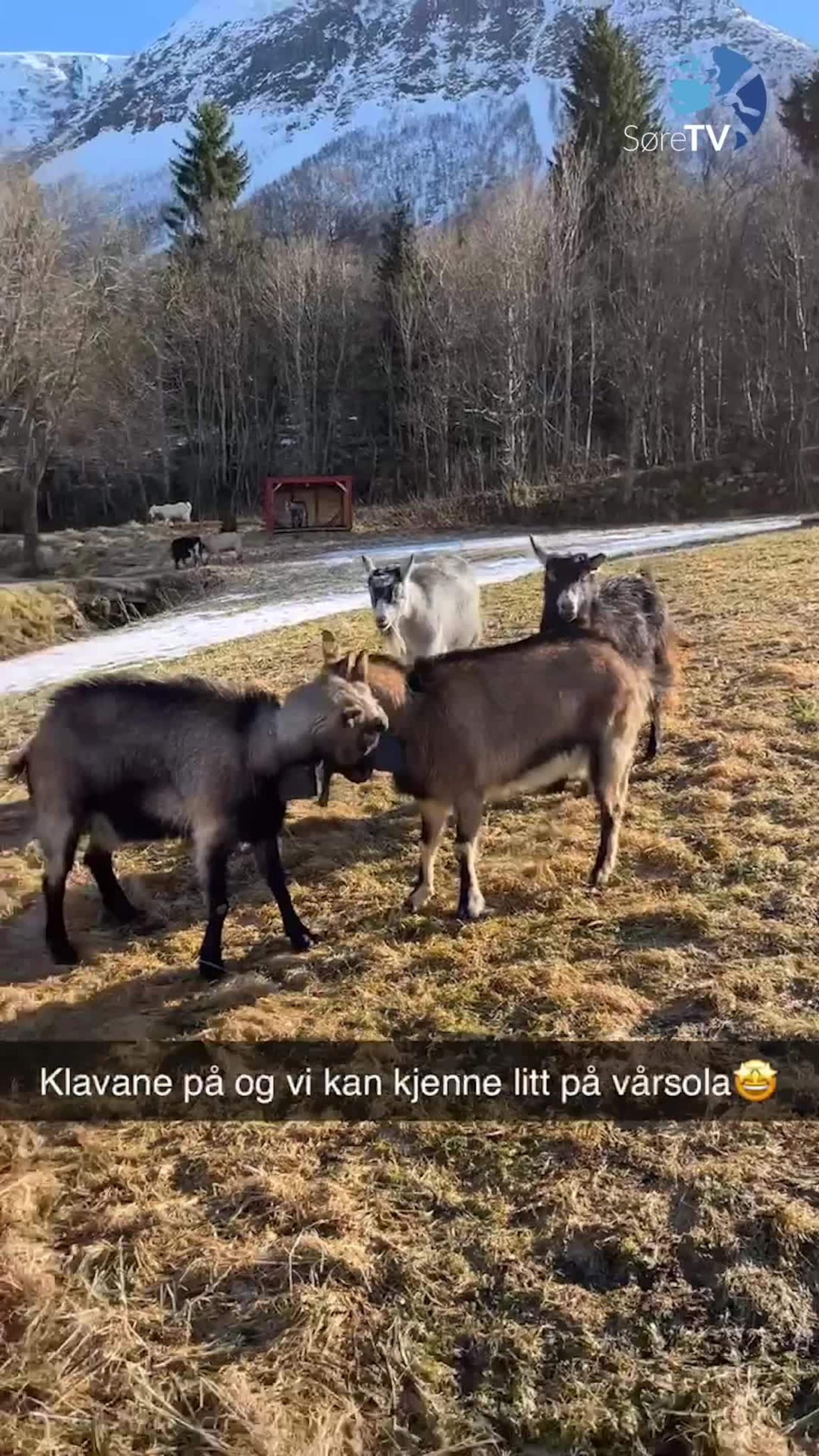 Utetid etter fire månader i fjøs