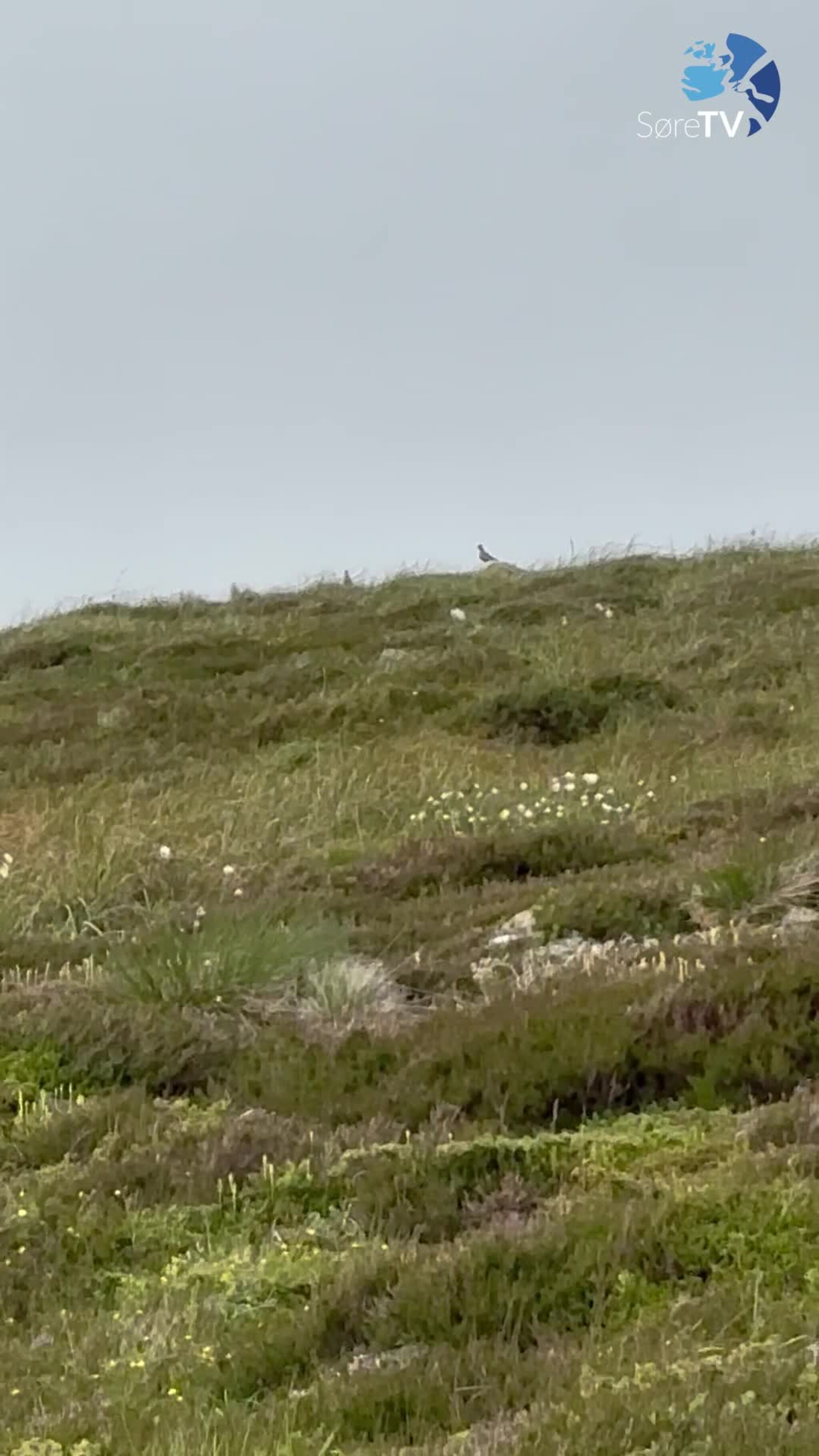 Magisk Heilo