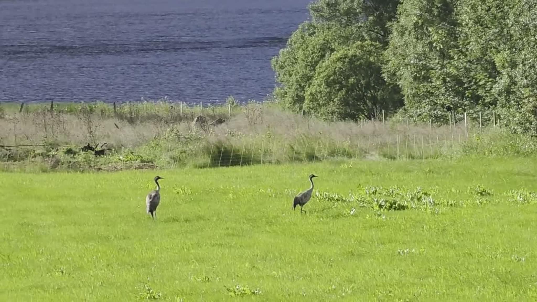 Såg traner ved Grimstadvatnet