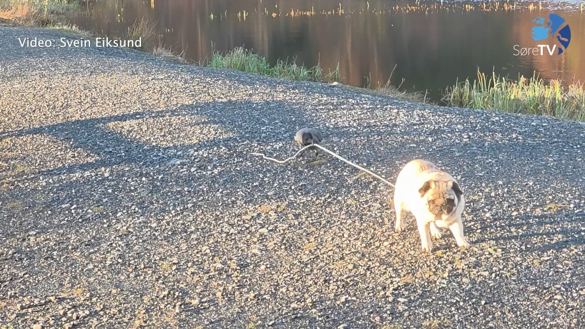 Her går kråka på tur med Molly