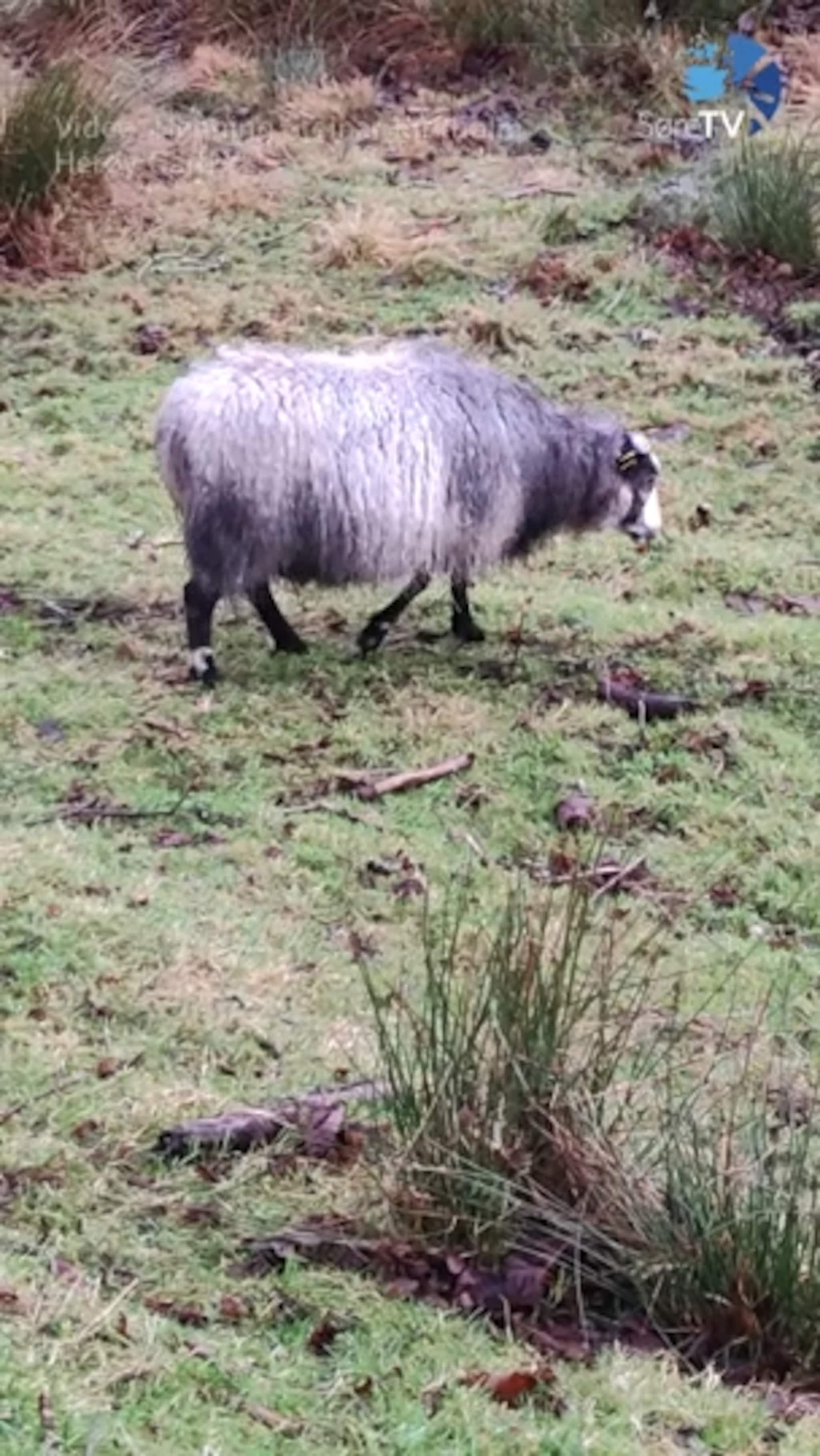 – De har vore her heilt sidan i fjor