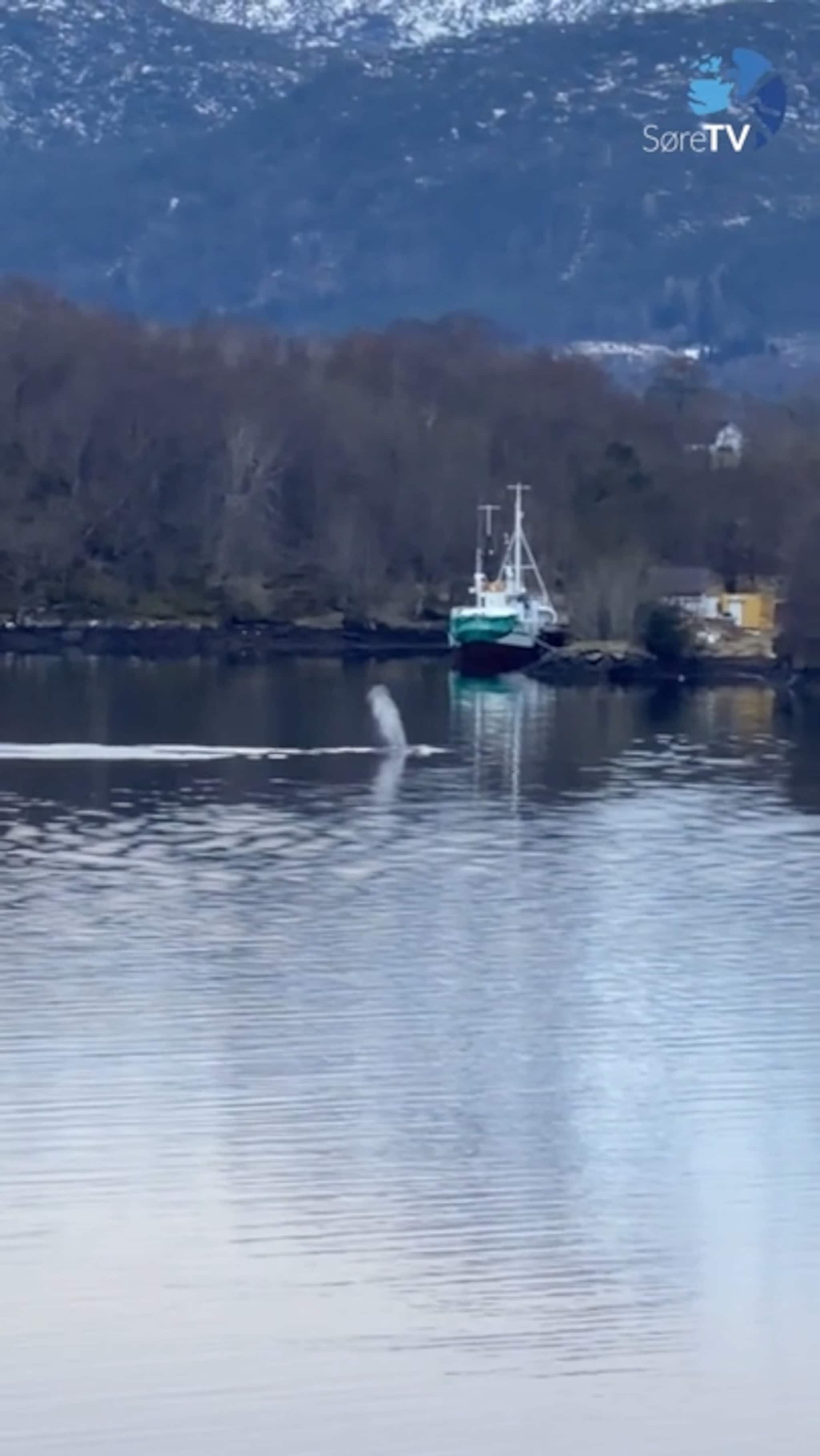 Utsikt til kvalsafari