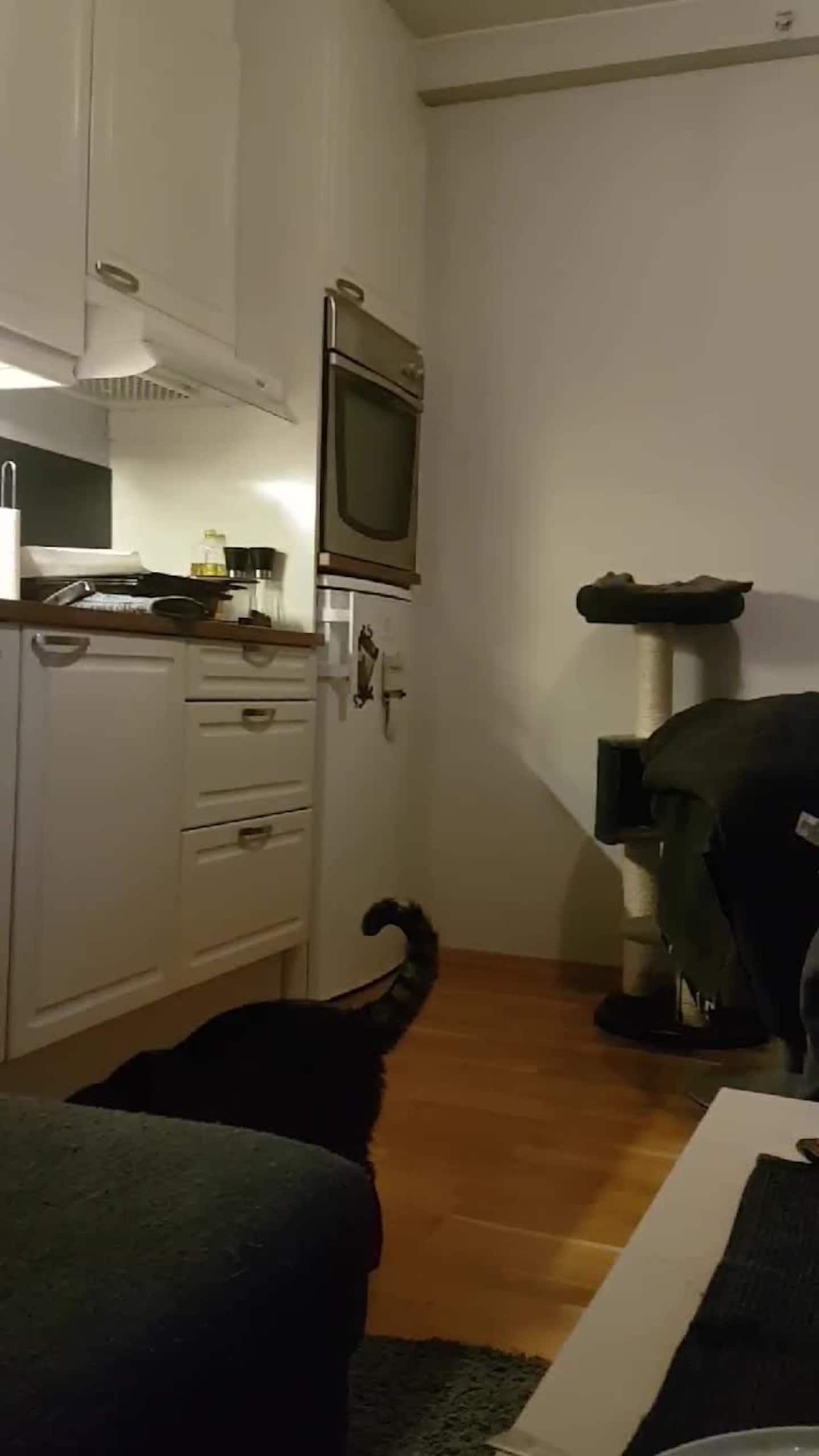 Katten Herman leikar
