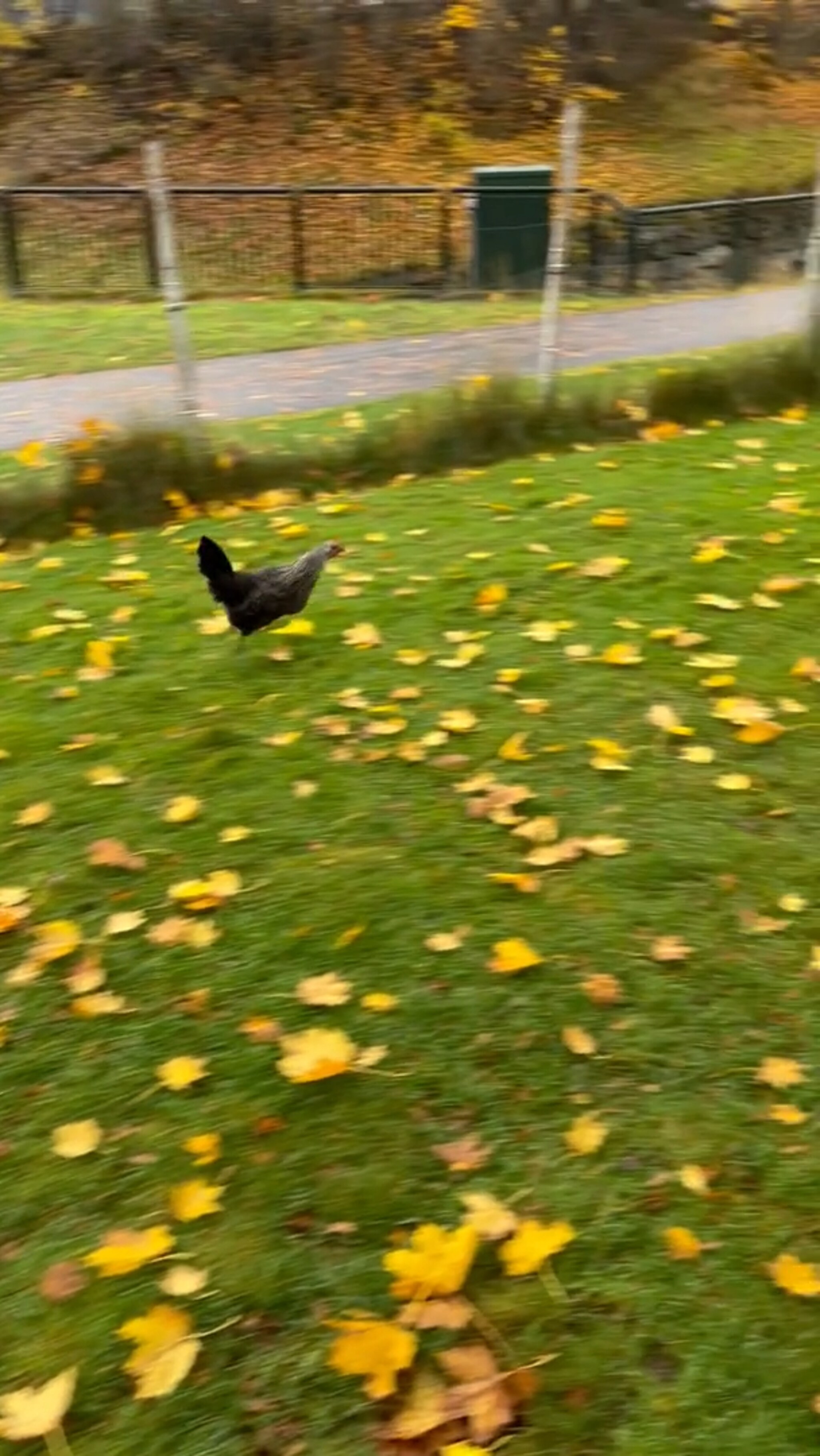 Kjapp høne på Hareid