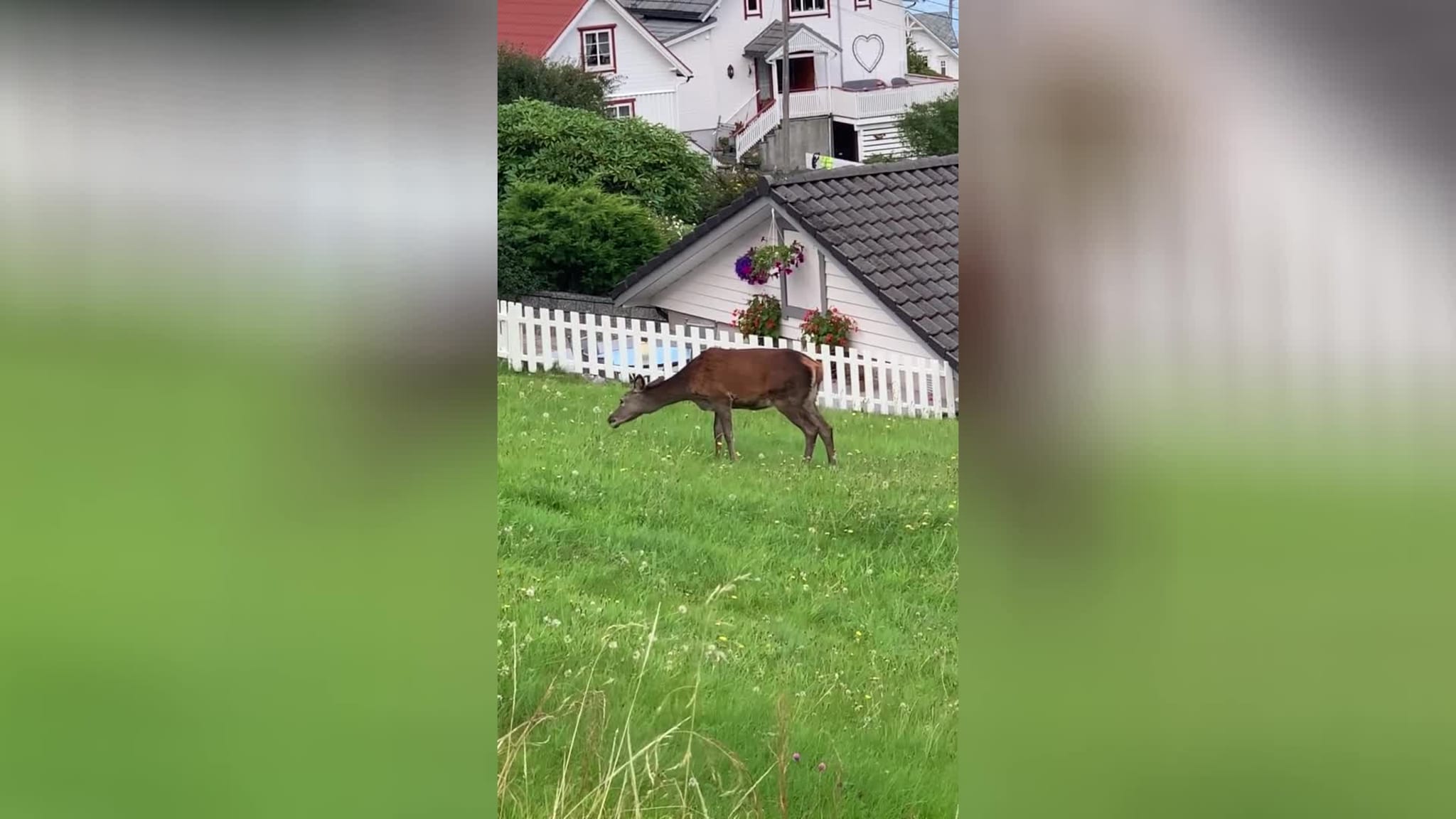 Nærgåande hjort i Brandal