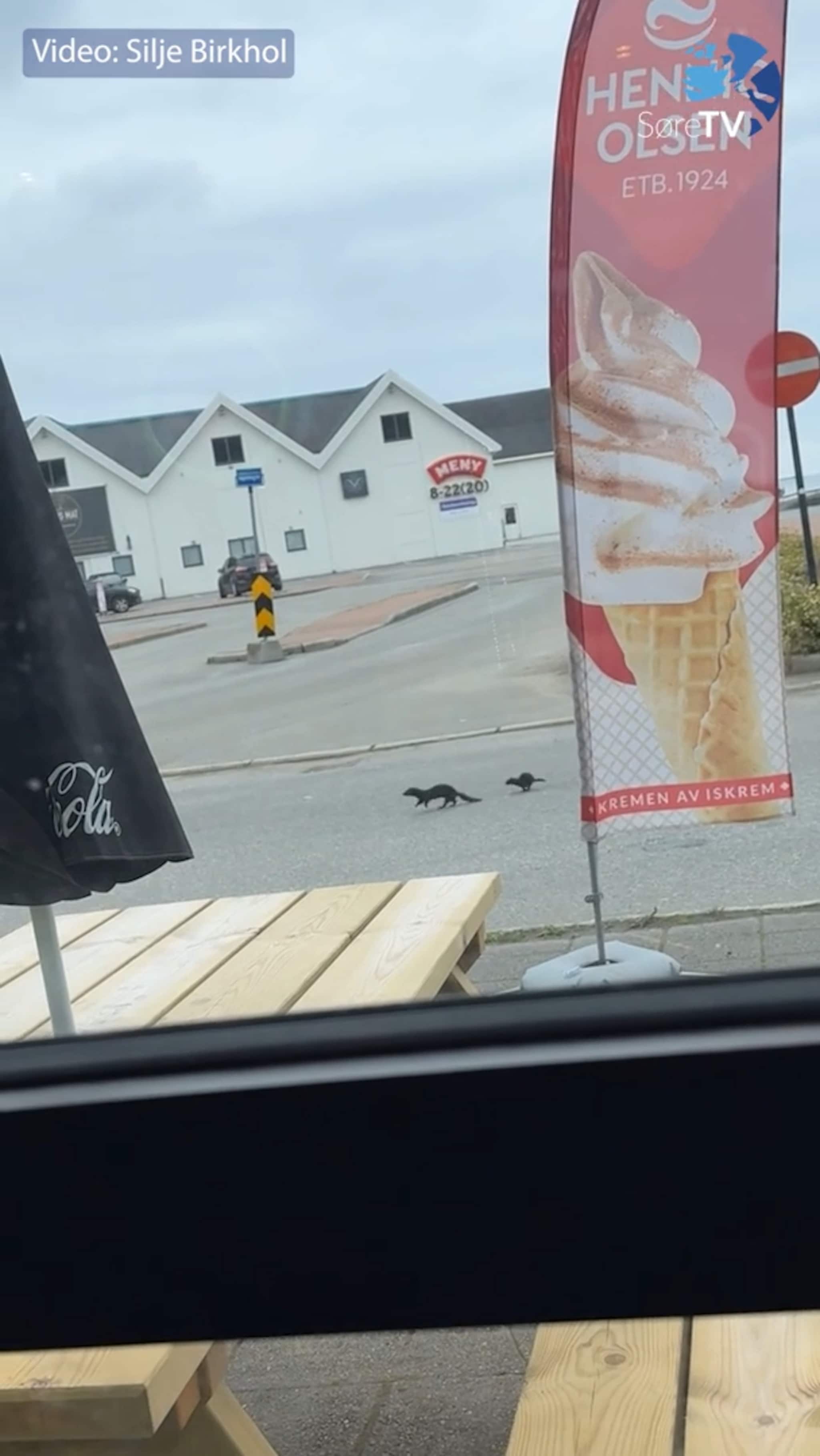 To minkar på bytur