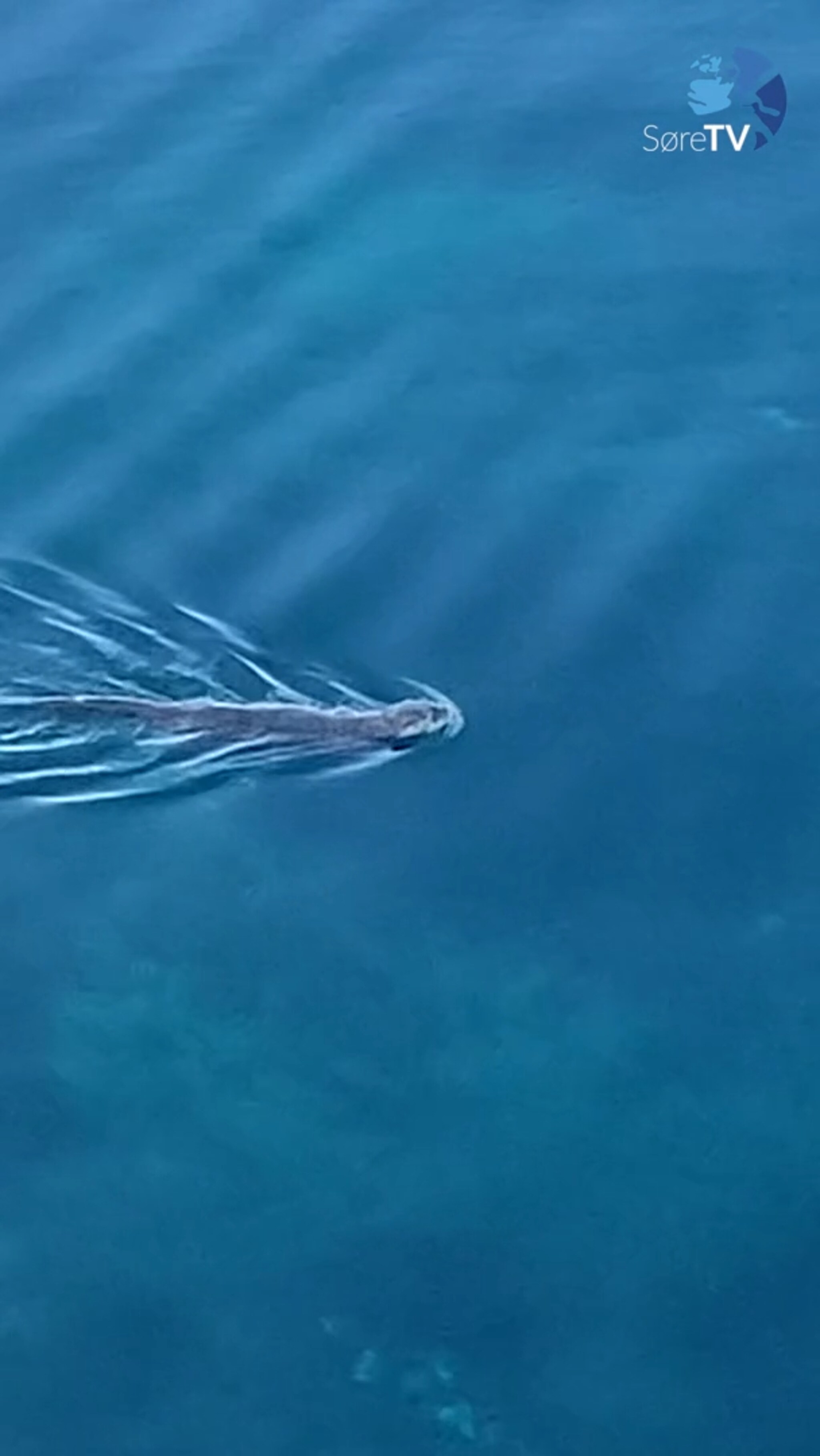 Her er oteren på fisketur