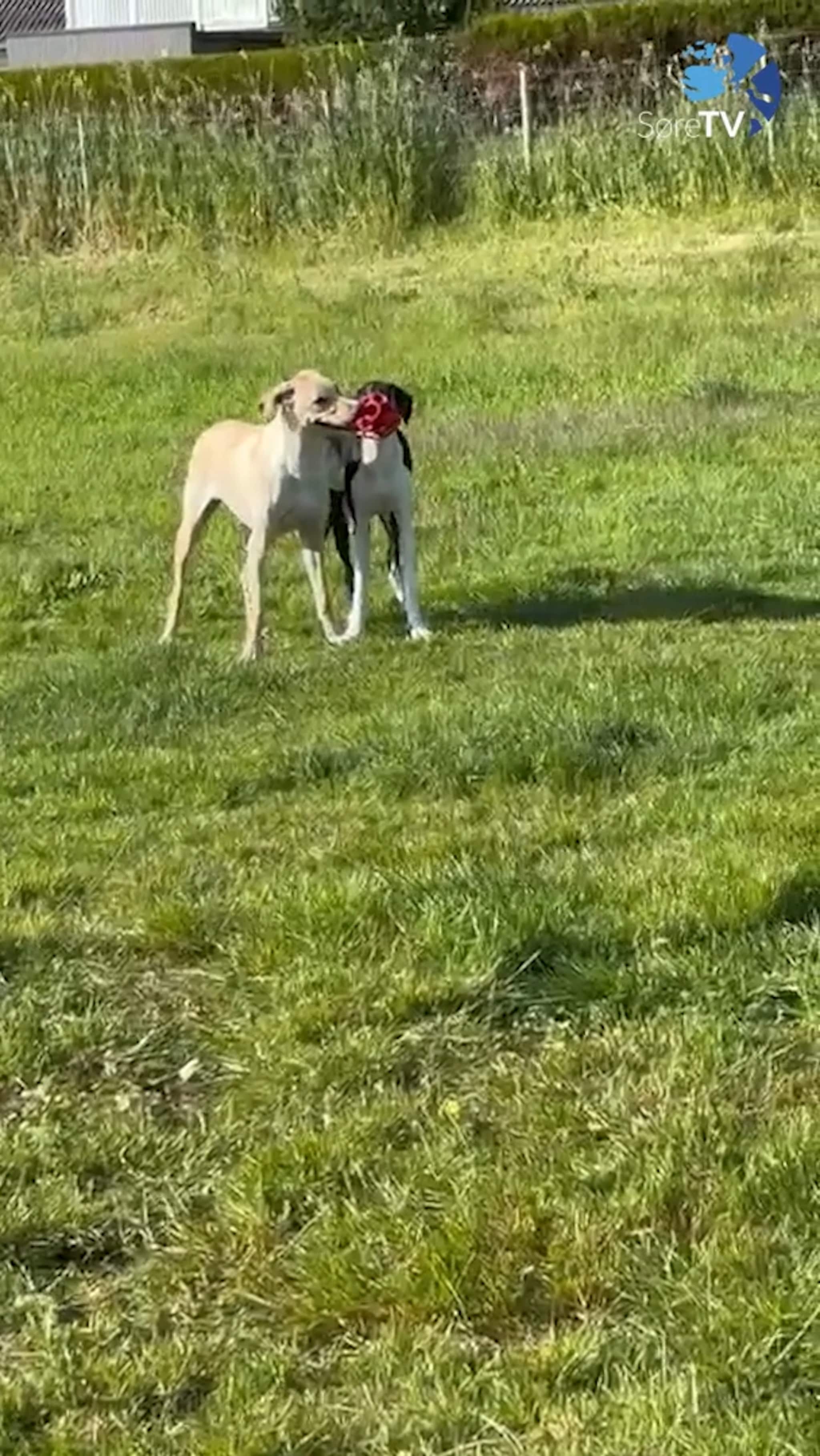 Begge vil ha ballen