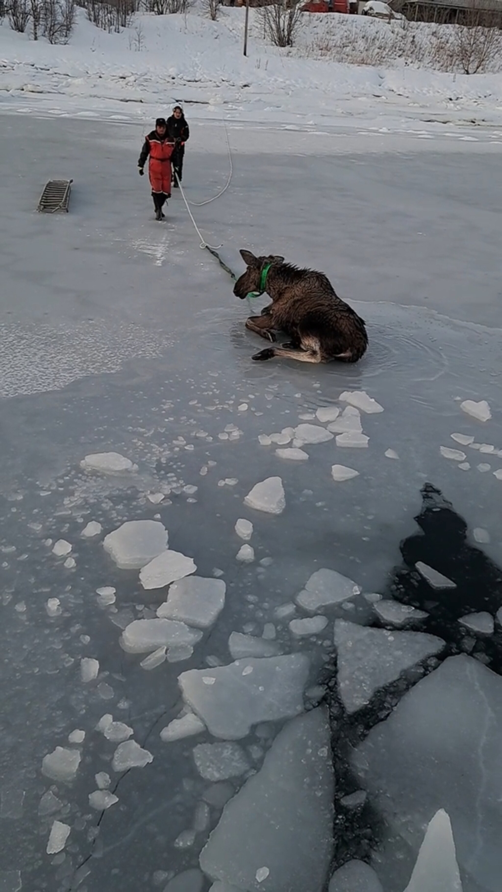 Her berger de elgkua